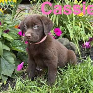 Cassie, Chocolate Labrador Retriever Puppy